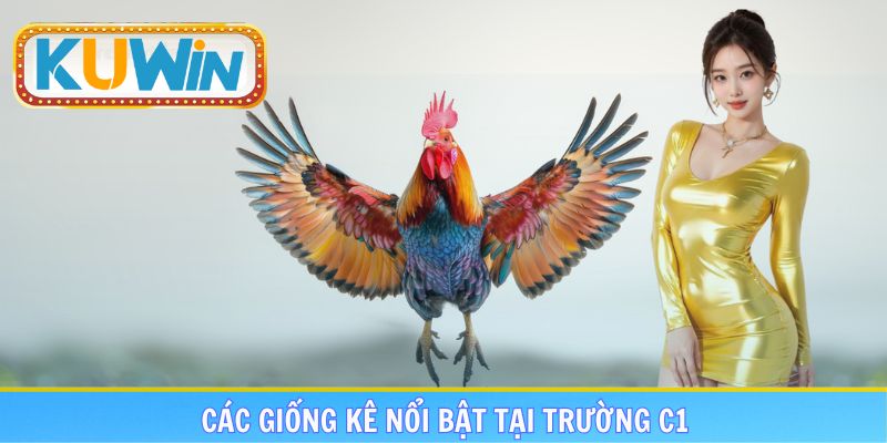 Các giống kê nổi bật khi chơi đá gà trực tiếp C1