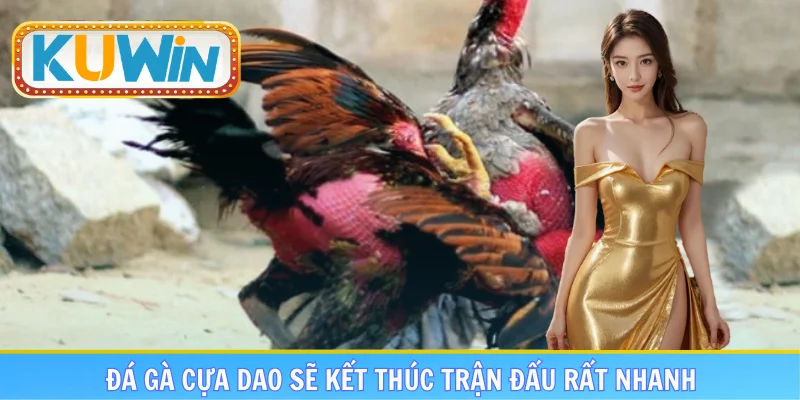 Đá gà cựa dao sẽ kết thúc trận đấu rất nhanh