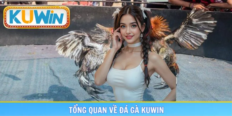 Khái quát những nét chính về sảnh đá gà KUWIN