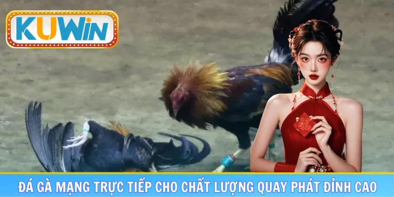 Đá gà mạng trực tiếp cho chất lượng quay phát đỉnh cao