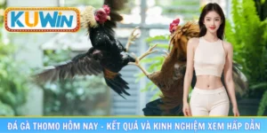 Đá gà Thomo hôm nay