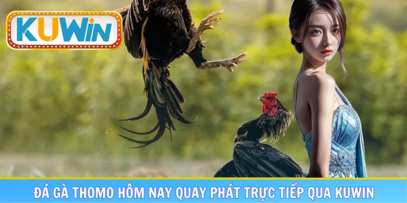Đá gà Thomo hôm nay quay phát trực tiếp qua KUWIN