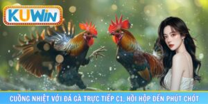 đá gà trực tiếp C1