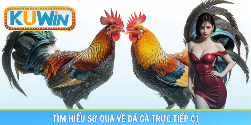 Tìm hiểu sơ qua về đá gà trực tiếp C1